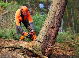 Best Stump Grinding and Removal  in Oran, MO